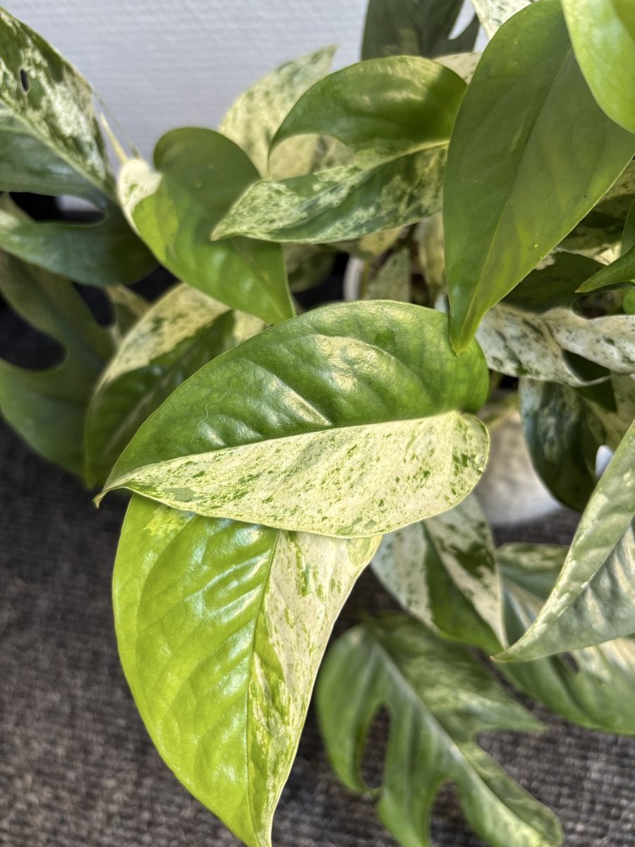 Plantes & graines: Epipremnum Pinnatum Marble, Marble Pothos – D'occasion à Alpnach Dorf par lisa_plants 1