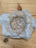Versteinerung - Ammonit Fossil, ca. 150 Mio. Jahre alt!