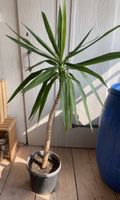 Yucca-Palme im Topf guter Zustand