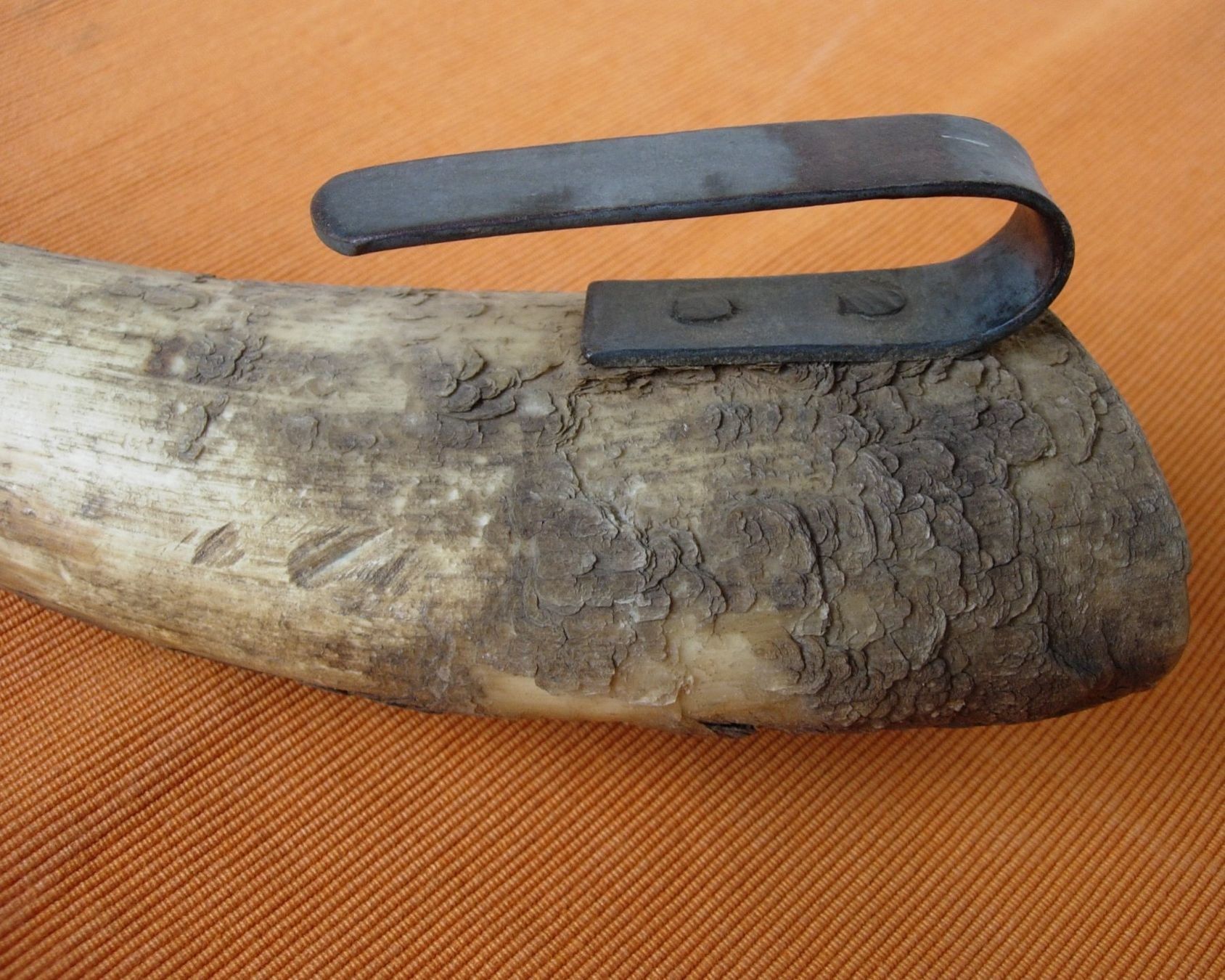 Fossili: Horn - Wettsteinfass - alt – Usato da Basel venduto da Grbina64 4