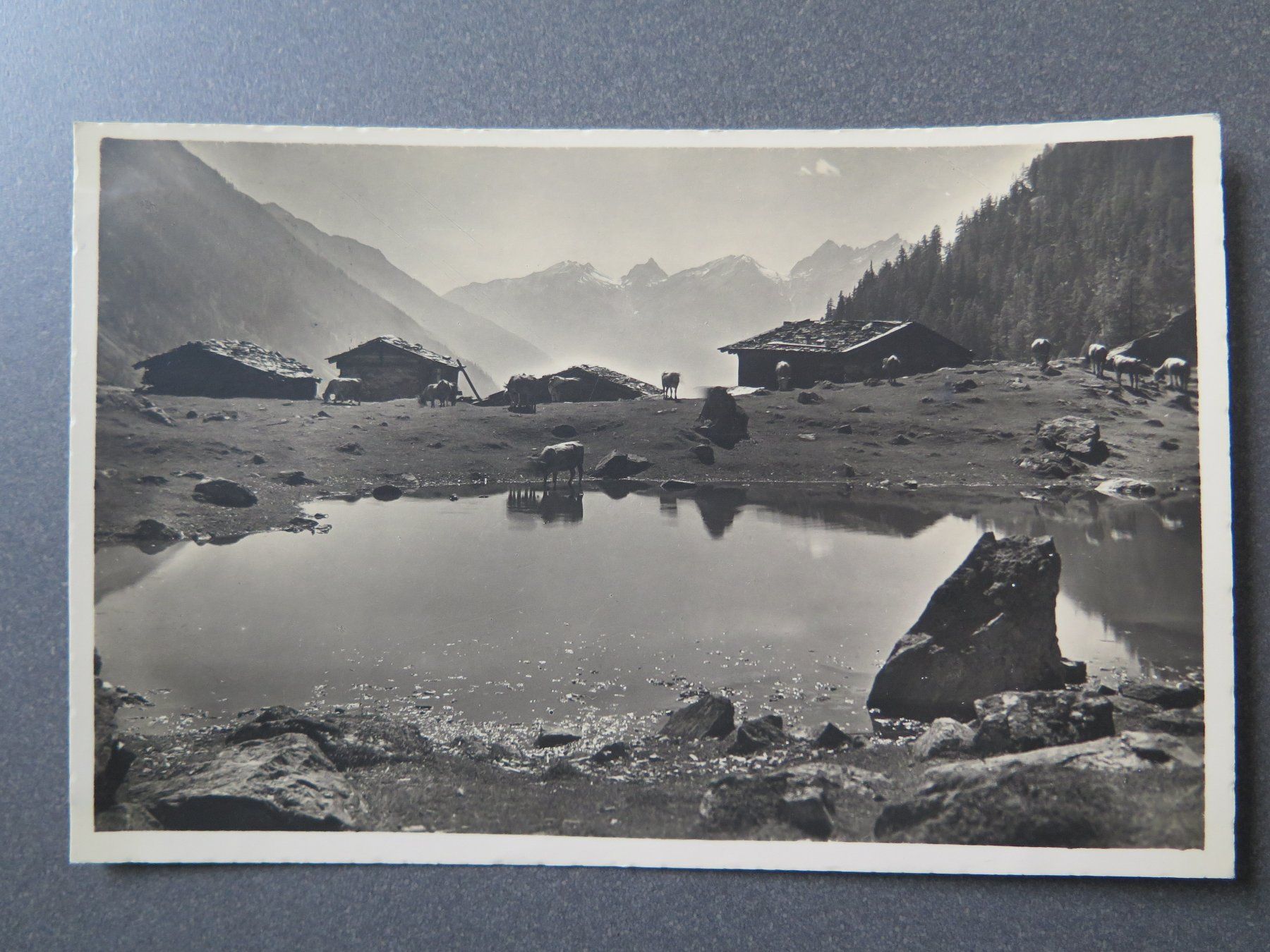 Cartoline postali: LÖTSCHENTAL - ALP FAFLER – Usato da Wittenbach venduto da lipasal