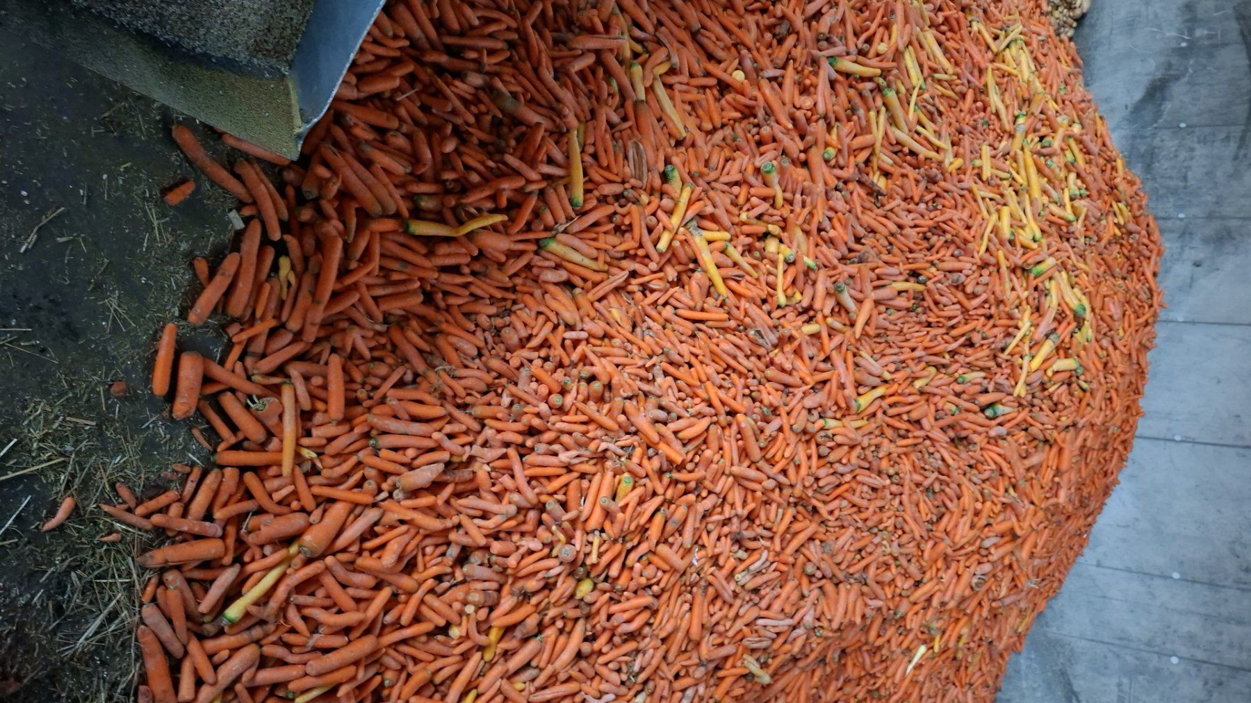 Tutte le macchine: gewaschene Futterrüebli – Nuovo e nell'imballaggio originale da Endingen venduto da Usteigi 2