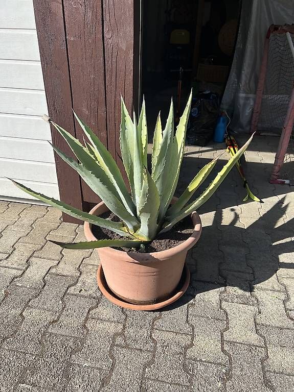 Pflanzen & Samen: Agave im Topf – Gebraucht aus Riniken von Rikaner