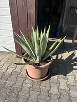 Agave im Topf