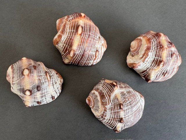 Fossilien: 4 GROSSE MUSCHELN – Gebraucht aus Honau von sainj