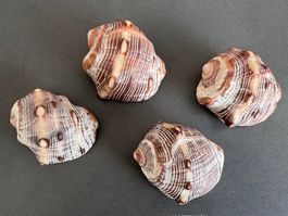 4 GROSSE MUSCHELN
