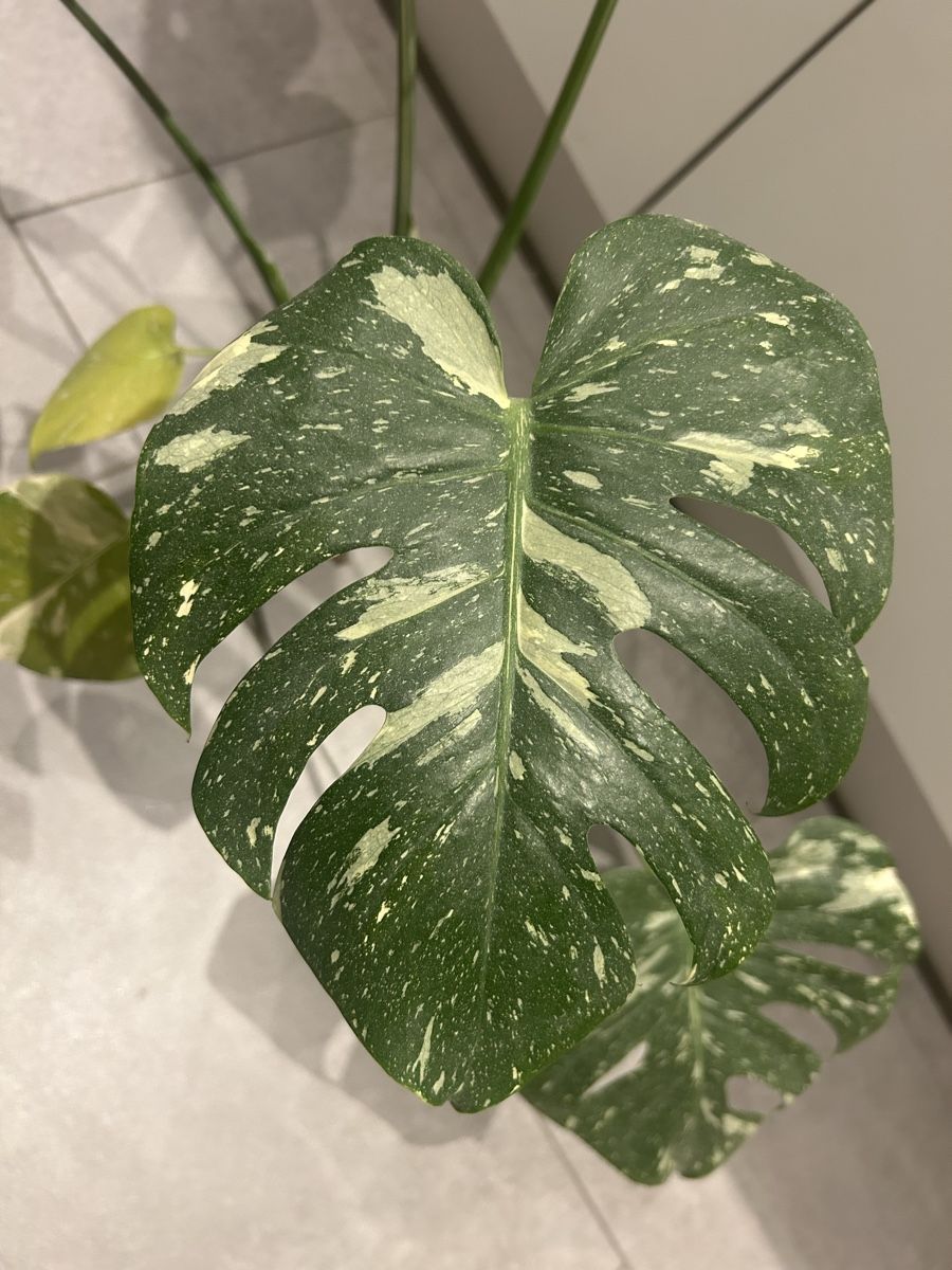 Piante & sementi: Monstrea bicolor – Usato da Regensdorf venduto da adr_95f5 3