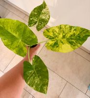 Alocasia Gageana Aurea