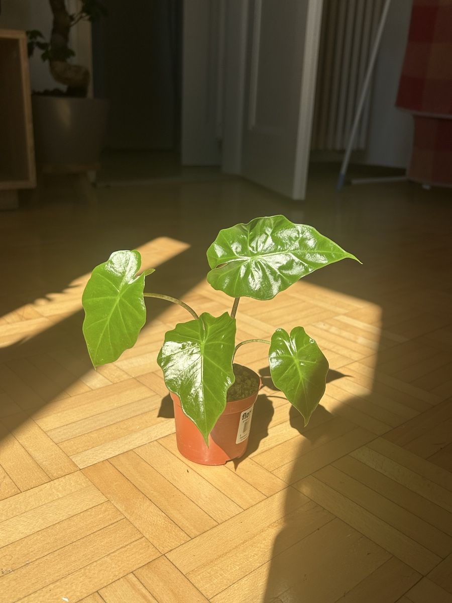 Piante & sementi: Alocasia Portodora  – Usato da Vaduz venduto da joana.macedo