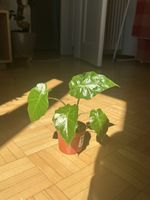 Alocasia Portodora 
