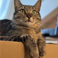 Profile image of Ms.Meow