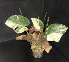 🌟MONSTERA THAI CON‘ „CRÈME-BRÛLÉE“  SUPER HIGH VARIEGATED🌟