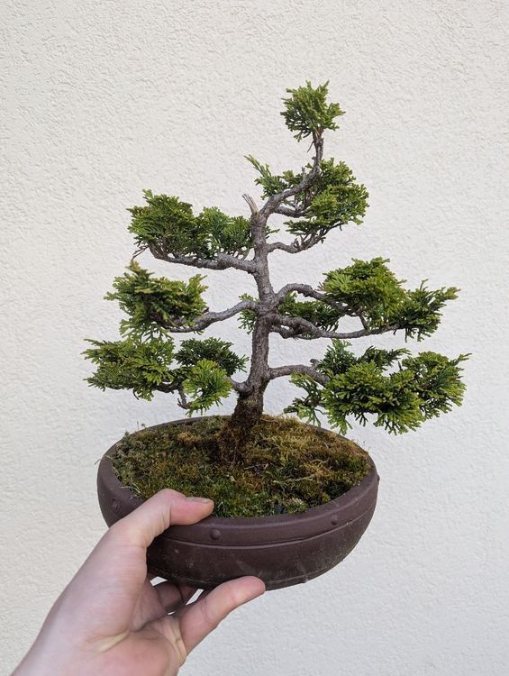 Pflanzen & Samen: Hinoki Cypress Bonsai – Gebraucht aus Ennetbaden von miboo 4