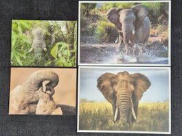 4 WWF Elefanten Postkarten, Afrika, Wildlife 🐘🌿