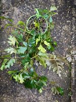 Cissus Rhombifolia ‘Ellen Danica’ - der Vintage-Klassiker