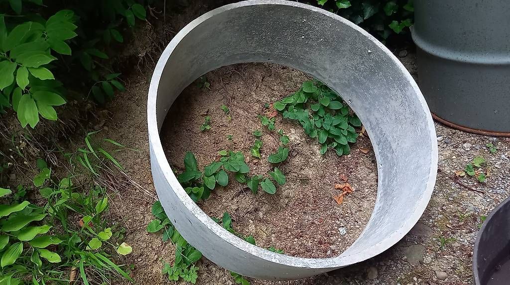 Pots de fleurs: Pflanzen Ring – D'occasion à Fischenthal par daska2