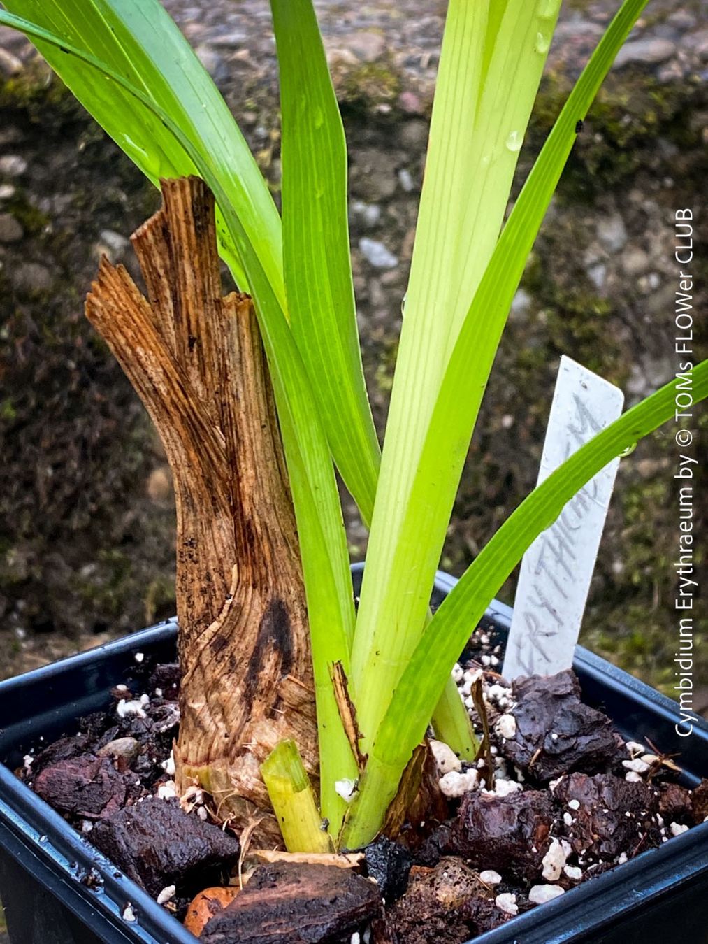 Piante & sementi: Cymbidium Erythraeum - seltene, duftende Orchidee – Nuovo e nell'imballaggio originale da Adliswil venduto da TAKEYOURPLANT 5