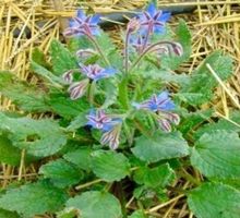 10 SAMEN BORRETSCH‪‪‪ Borragine Bourrache Borage Огуречная т