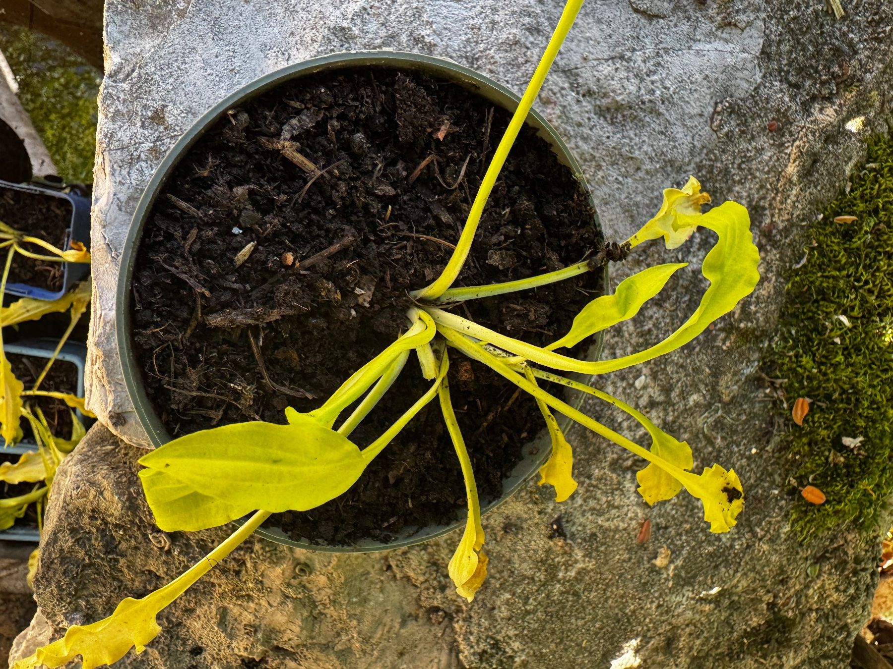 Plantes & graines: Hosta dragon tails – D'occasion à Lajoux JU par Briard0 1