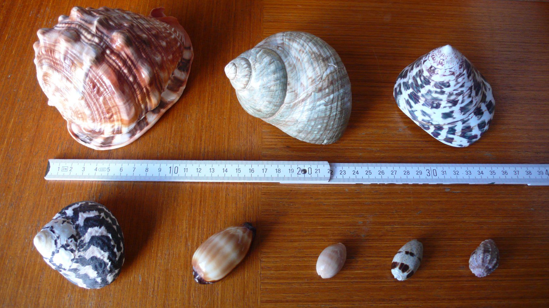 Tutte le decorazioni: 8 hübsche Südsee-Muscheln – Nuovo (secondo la descrizione) da Birmenstorf AG venduto da tritonius 4