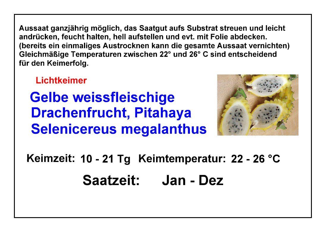 Pflanzen & Samen: Gelbe Drachenfrucht, Pitahaya - 30 Samen – Neu und originalverpackt aus Sumiswald von Cham14558 5