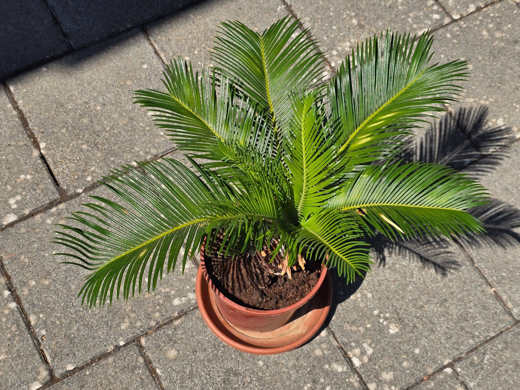 Piante & sementi: Kleine Sago Palm Pflanze – Usato da Aarburg venduto da popkorn65 1