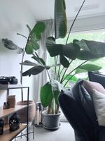 Zimmerpflanze Strelitzia Nicolai 250cm