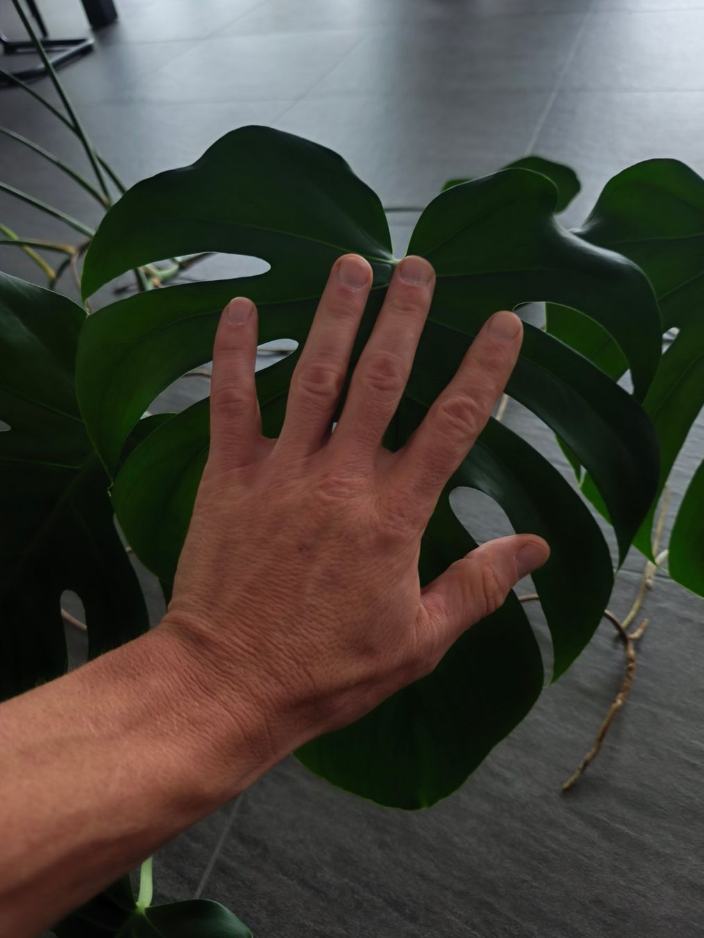 Piante & sementi: 2x Monstera deliciosa Ableger mit Luftwurzeln – Nuovo (secondo la descrizione) da Jegenstorf venduto da Juchlistock 5