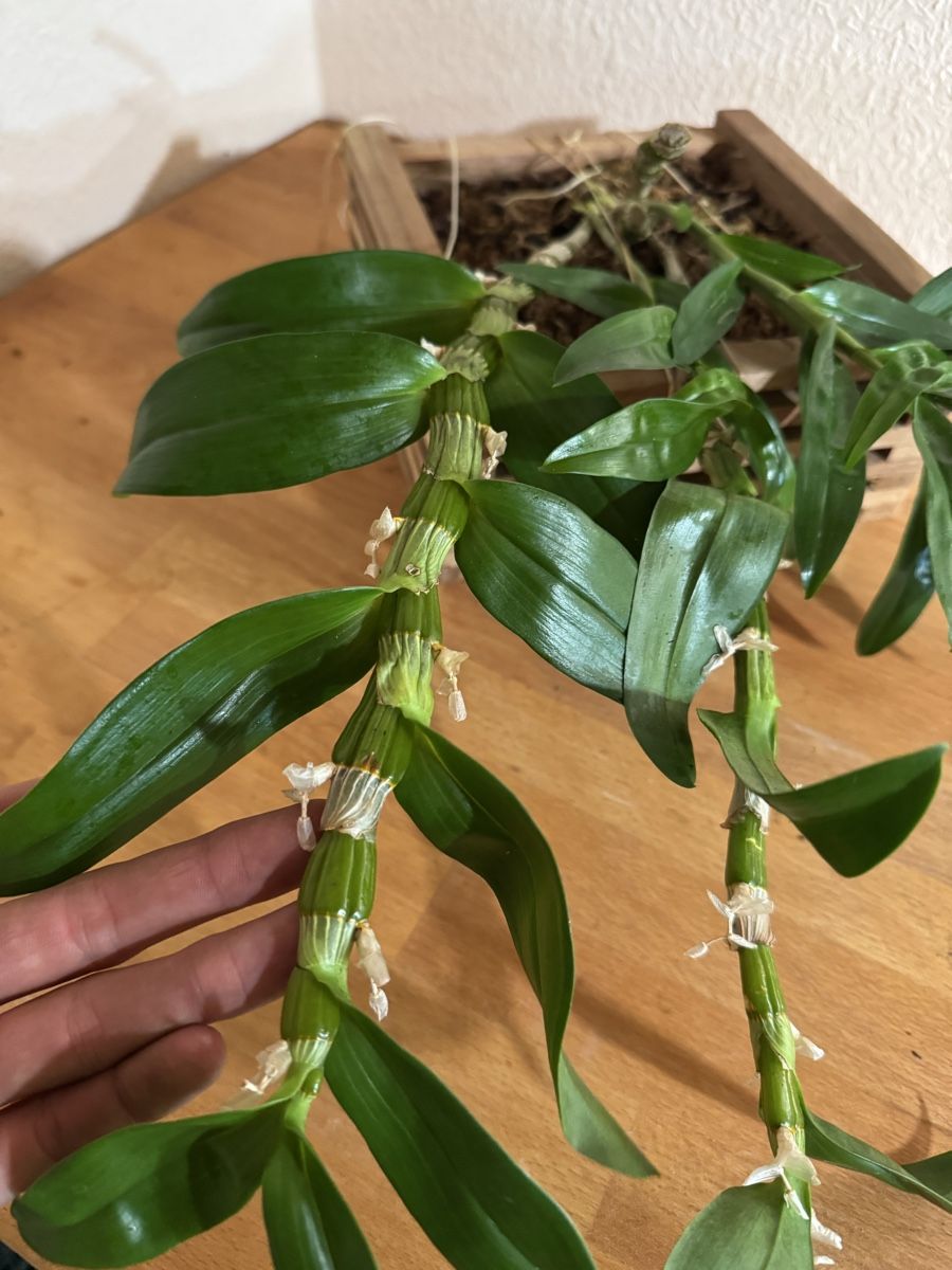 Piante & sementi: Dendrobium – Usato da Männedorf venduto da mrclst 6