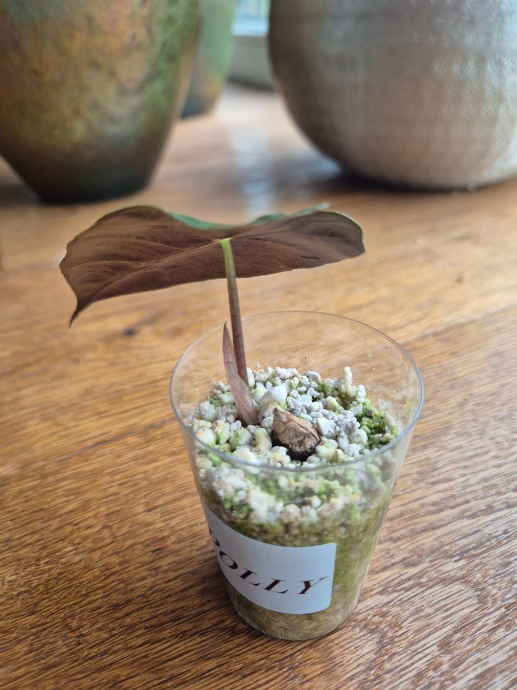 Piante & sementi: Alocasia Polly – Usato da Urtenen-Schönbühl venduto da Pflanzenherberge 1