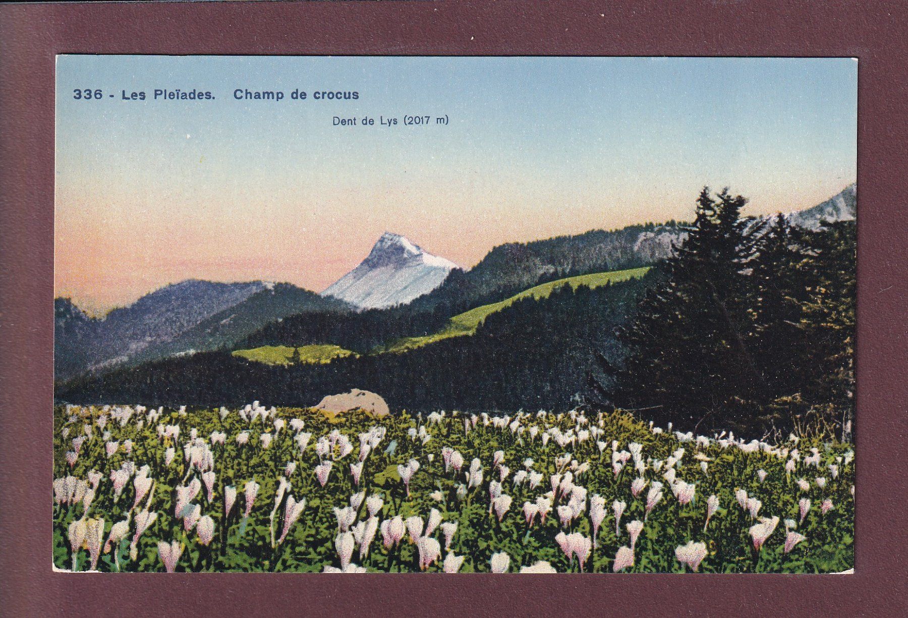 Cartoline postali: LES PLEIADES - Champ de crocus - Dent de Lys – Usato da Pully venduto da nicecards-shop