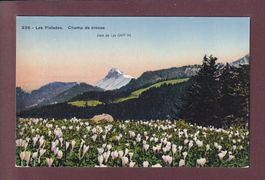 LES PLEIADES - Champ de crocus - Dent de Lys