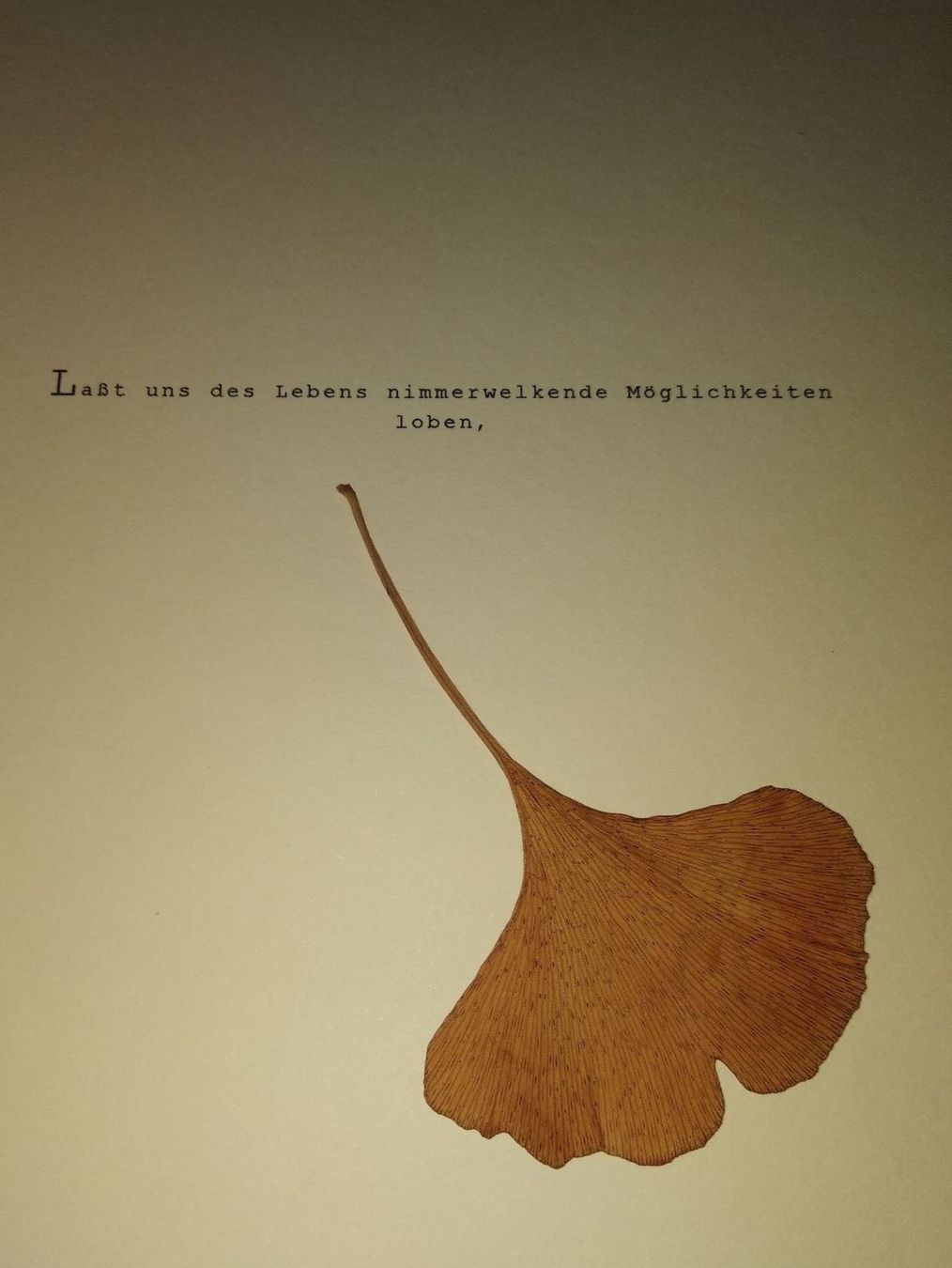 Libri: TYPOGRAPHIE - ROBERT WALSER - TANJA GRIMM-RAABE – Usato da Goldach venduto da Gaip 5