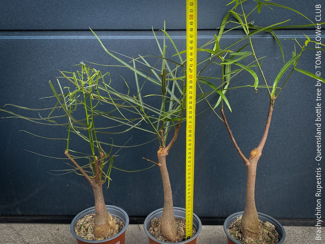 Piante & sementi: Brachychiton Rupestris - australischer Flaschenbaum – Nuovo e nell'imballaggio originale da Adliswil venduto da astom369 5