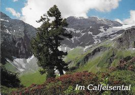Sardona Alp mit Trinserhorn SG