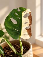 🌿🤍 Seltene Rarität – Monstera Adansonii Variegata 💚  ✨ 
