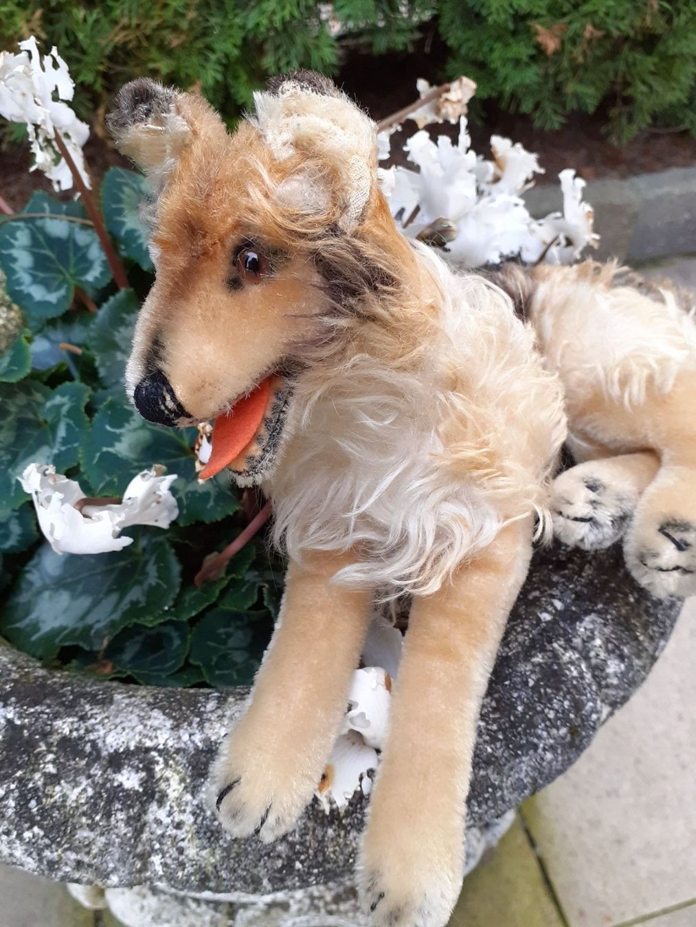 Steiff Giocattoli: Stofftier Steiff Collie antik – Usato da Mörschwil venduto da lindaswunderkiste 4