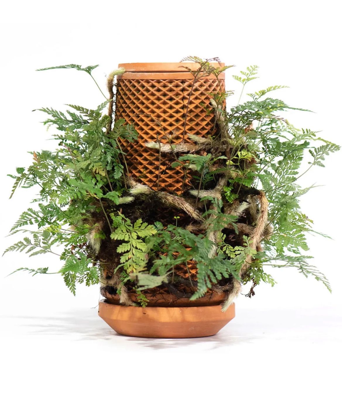 Vasi per fiori: Terrakotta Gewächshaus NEU! – Nuovo e nell'imballaggio originale da Walkringen venduto da Simoonx1999 1