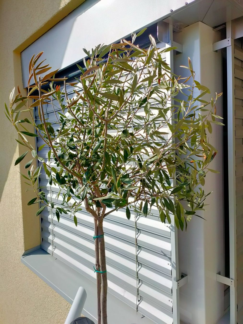 Pflanzen & Samen: Olivenbaum – Gebraucht aus Arnegg von tasc2000