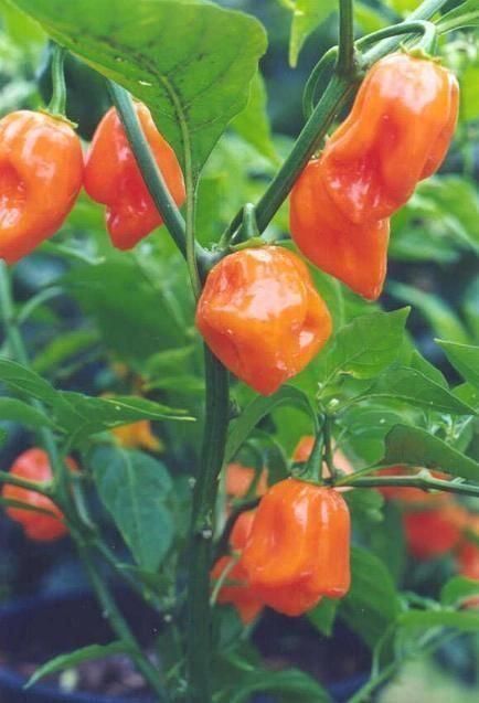 Piante & sementi: 30 Samen Orange Habanero Chilli – Nuovo (secondo la descrizione) da Ehrendingen venduto da VerveinaSamen 7