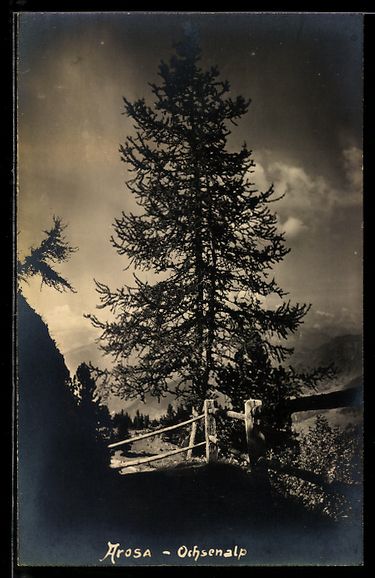 Cartes postales: AK Arosa, Ochsenalp – D'occasion à Berlin par bartko-reher