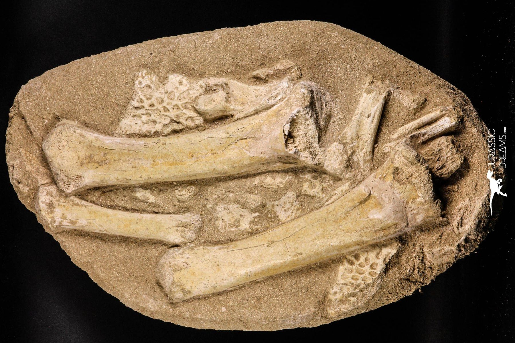 Fossilien: Beinknochen und Panzerplatten eines Dyrosaurus phosphaticus – Gebraucht aus schüpfen von rica122