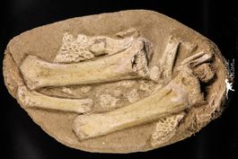 Beinknochen und Panzerplatten eines Dyrosaurus phosphaticus