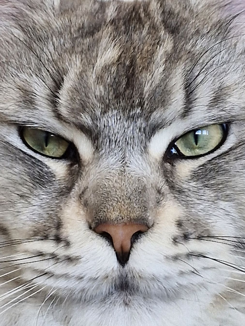 Tiragraffi: Design Katzenbaum Kratzbaum Katzenregal – Usato da Uster venduto da roemib 5