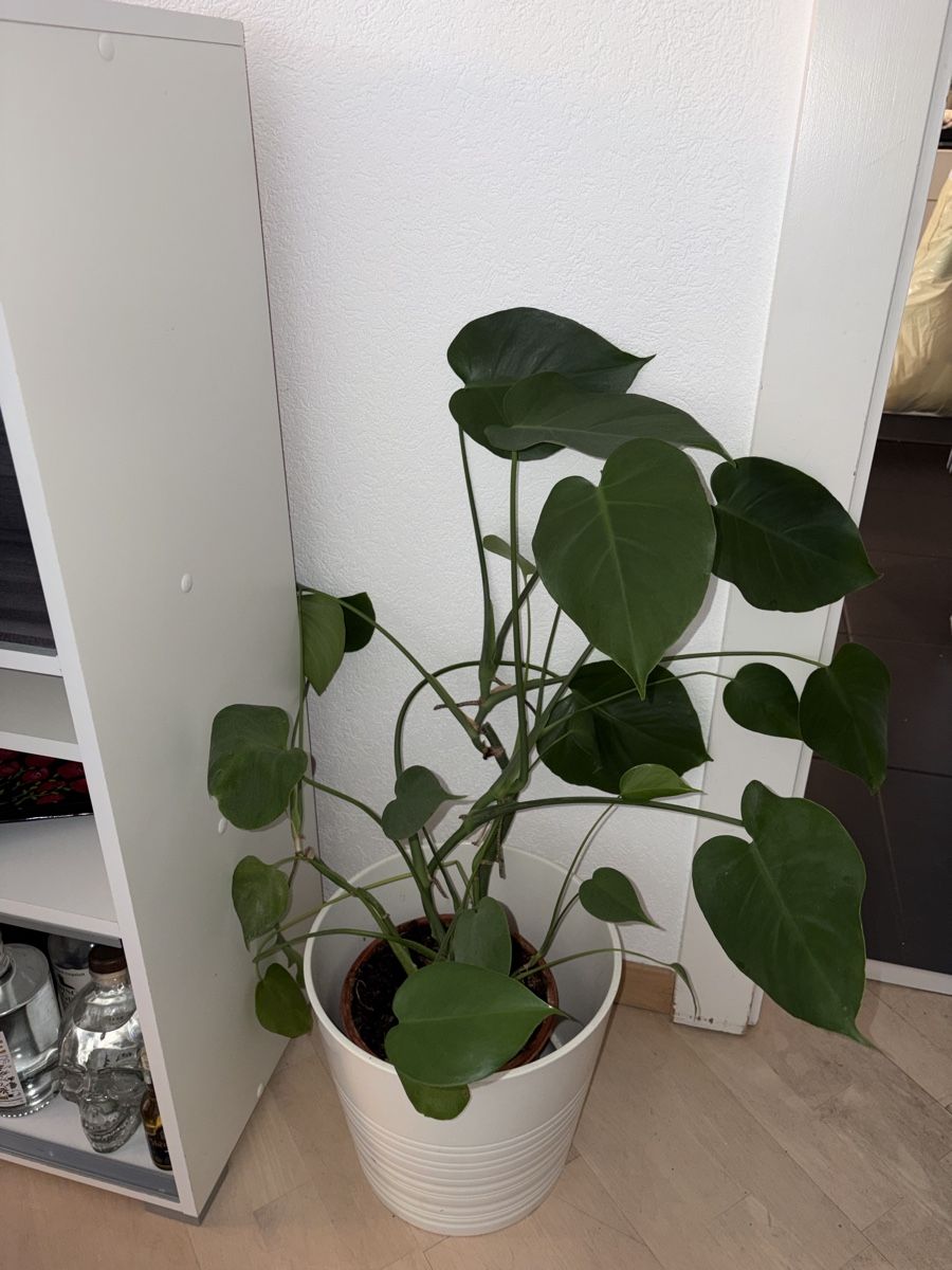Piante & sementi: Plante d’intérieur – Usato da Pully venduto da ari_78pk