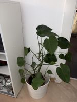 Plante d'intérieur Monstera Deliciosa pot blanc hauteur 60cm