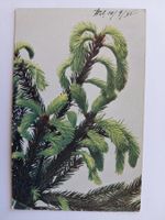 Alte Ansichtskarte, Fichte, Wil SG, 1908, Top!