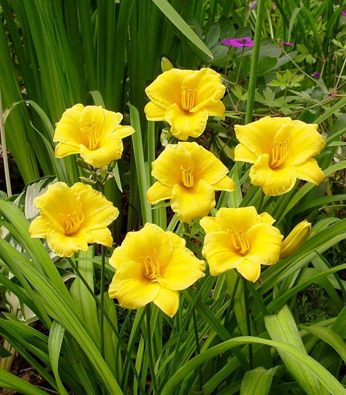 Piante & sementi: Taglilien/ Hemerocallis – Usato da Kefikon ZH venduto da Haligali81