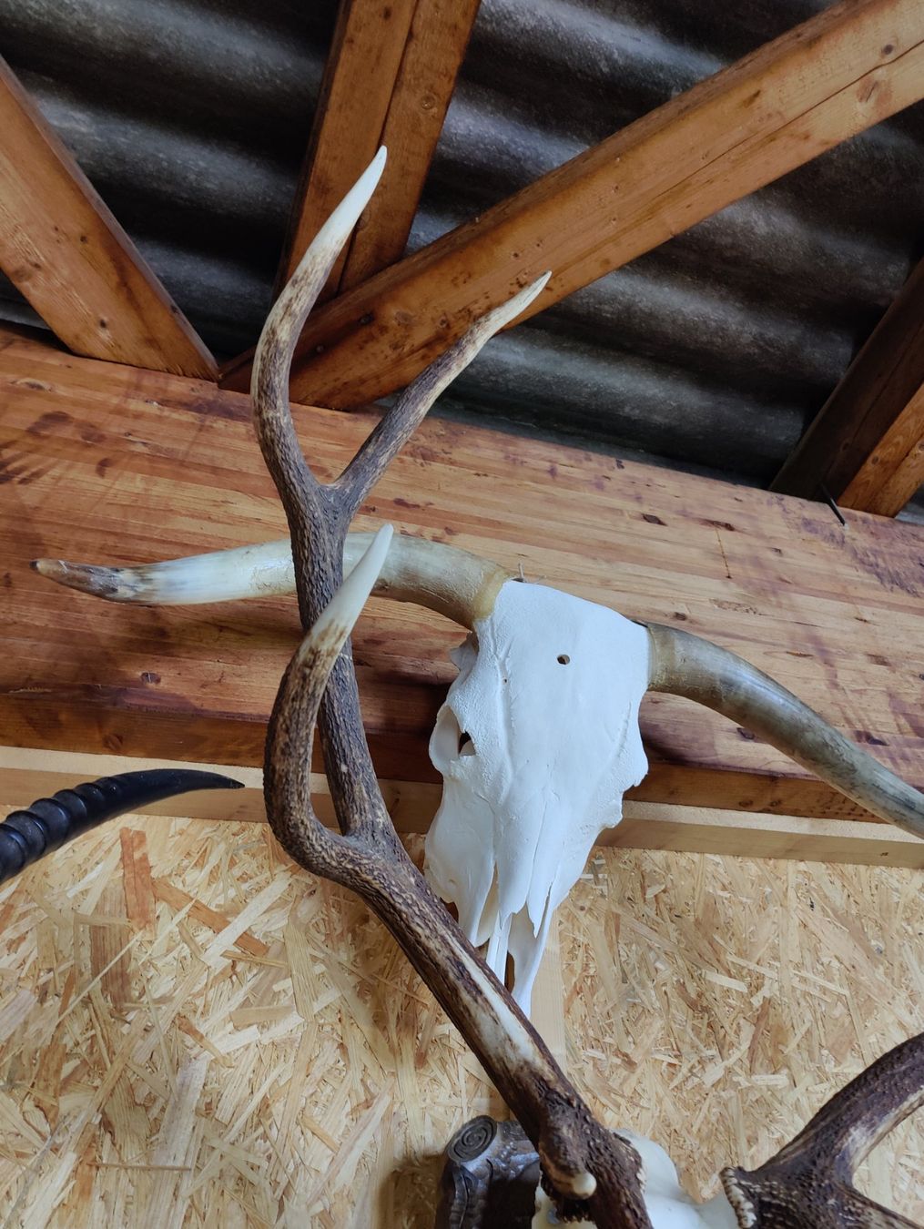 Tutte le decorazioni: Hochland Rind – Usato da Kaltbrunn venduto da Reimin85