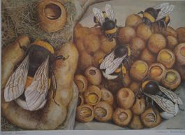 ⭐Schulwandbild Nr.125 Hummeln Hans Schwarzenbach